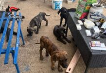 Blitz dei Carabinieri e delle Guardie Zoofile: adulti e cuccioli di cani corso trovati in condizioni di degrado, mentre partono già le prime richieste di adozione