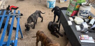 Blitz dei Carabinieri e delle Guardie Zoofile: adulti e cuccioli di cani corso trovati in condizioni di degrado, mentre partono già le prime richieste di adozione
