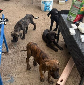 Blitz dei Carabinieri e delle Guardie Zoofile: adulti e cuccioli di cani corso trovati in condizioni di degrado, mentre partono già le prime richieste di adozione