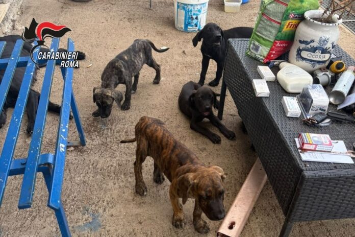Blitz dei Carabinieri e delle Guardie Zoofile: adulti e cuccioli di cani corso trovati in condizioni di degrado, mentre partono già le prime richieste di adozione