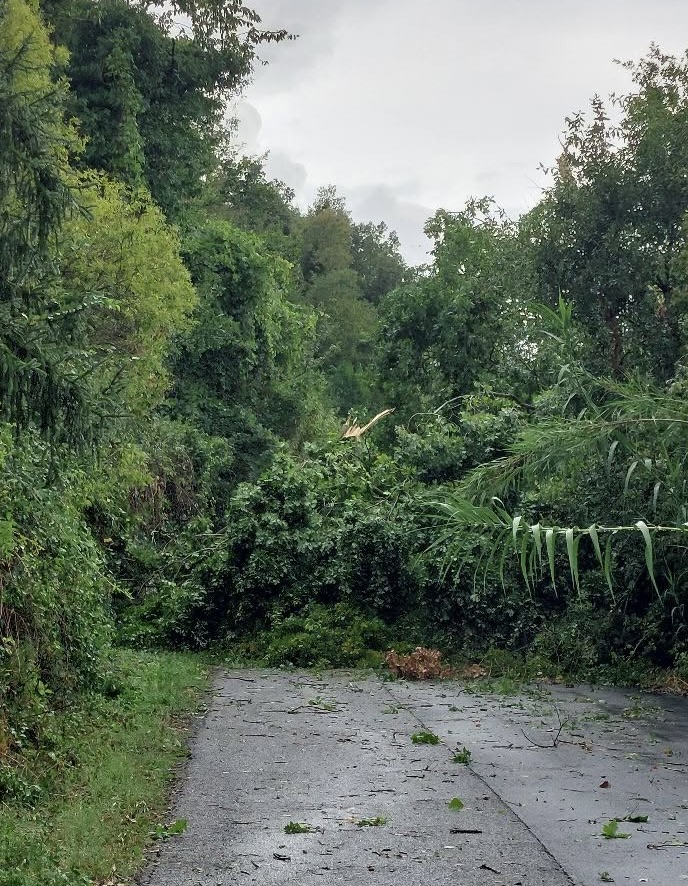 Poca pioggia ma vento furioso su Roma e Tivoli: alberi caduti, strade bloccate e paura sulla A24  2