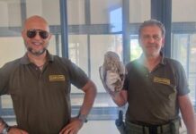 Allocco intrappolato alla stazione Cotral di Rocca di Papa: recuperato e liberato dai guardiaparco