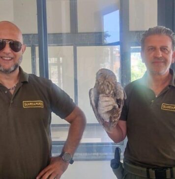 Allocco intrappolato alla stazione Cotral di Rocca di Papa: recuperato e liberato dai guardiaparco