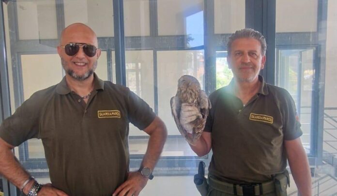 Allocco intrappolato alla stazione Cotral di Rocca di Papa: recuperato e liberato dai guardiaparco
