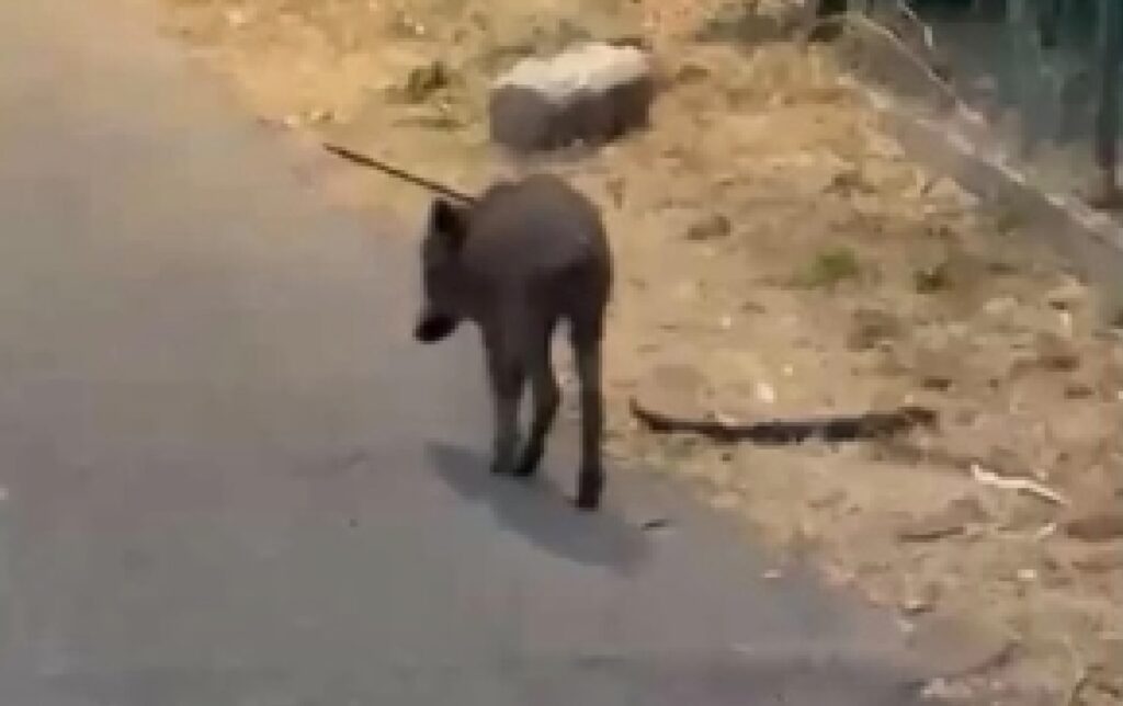 Cucciolo di cinghiale vaga ferito con una freccia nel dorso vicino Roma: il VIDEO choc 1
