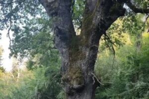 Cammino del Salto: 100 km tra lago, borghi e montagne nel cuore del Cicolano 2