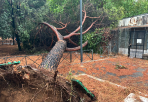 Roma travolta da incendi, bombe d’acqua e crolli di alberi: diversi quartieri nel caos (VIDEO E FOTO) 2 Roma travolta da incendi, bombe d’acqua e crolli di alberi: diversi quartieri nel caos (VIDEO E FOTO) 2