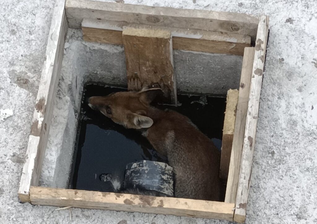 Tentano di impiccare un cucciolo di volpe all'Appia Antica: salvata in extremis 2