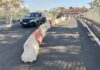 Dopo l'urto di un camion, è tornata transitabile la semicarreggiata in direzione Ostia mentre proseguono le modifiche ai percorsi dei bus nel territorio del Municipio X