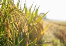 Confagricoltura: “Il futuro della terra passa dalle tecnologie, oggi precision farming al 10%”