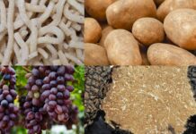 Sagre a Roma e nel Lazio dal 18 al 20 settembre 2026: vie del gusto, funghi porcini, patate e pizzarelle