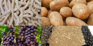 Sagre a Roma e nel Lazio dal 18 al 20 settembre 2026: vie del gusto, funghi porcini, patate e pizzarelle
