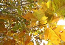 Equinozio d’Autunno con calo delle temperature minime, piogge venerdì poi weekend di sole