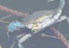 Granchi blu e pesci, moria al Canale dei Pescatori: cosa sta succedendo (VIDEO)
