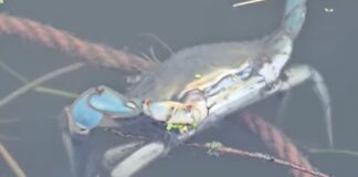 Granchi blu e pesci, moria al Canale dei Pescatori: cosa sta succedendo (VIDEO)