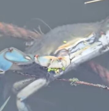 Granchi blu e pesci, moria al Canale dei Pescatori: cosa sta succedendo (VIDEO) Granchi blu e pesci, moria al Canale dei Pescatori: cosa sta succedendo (VIDEO)