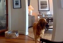 Il ladro entra in casa, il labrador fa festa e porta i giochi…