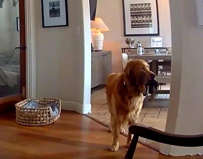 Il ladro entra in casa, il labrador fa festa e porta i giochi…