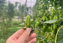 OktoberFresh 2026, si celebra la birra fatta con luppolo fresco: cucina bavarese, musica e relax in campagna