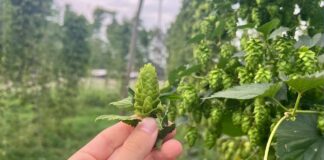 OktoberFresh 2026, si celebra la birra fatta con luppolo fresco: cucina bavarese, musica e relax in campagna