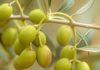 Olive gratis da raccogliere a Cerveteri e tenere: come fare domanda al Comune