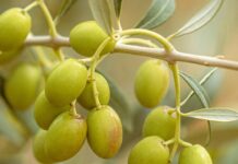 Olive gratis da raccogliere a Cerveteri e tenere: come fare domanda al Comune