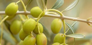 Olive gratis da raccogliere a Cerveteri e tenere: come fare domanda al Comune