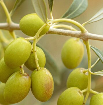 Olive gratis da raccogliere a Cerveteri e tenere: come fare domanda al Comune