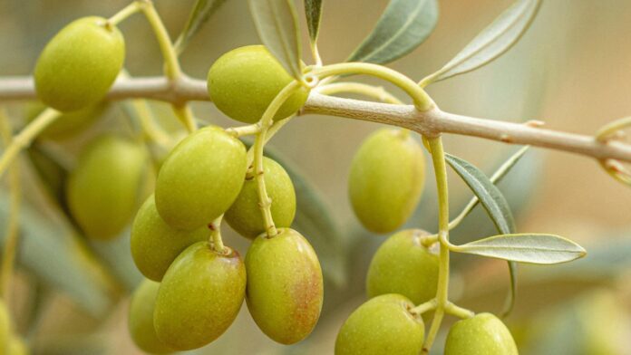 Olive gratis da raccogliere a Cerveteri e tenere: come fare domanda al Comune