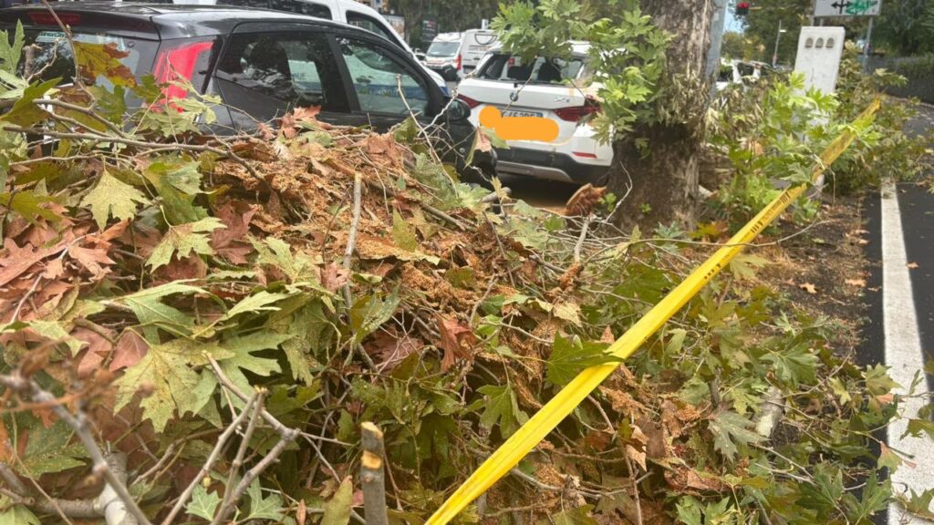 Roma nella morsa del maltempo: fulmine incendia un pino all'Aurelio. Oltre 130 interventi dei caschi bianchi 1 Roma nella morsa del maltempo: fulmine incendia un pino all'Aurelio. Oltre 130 interventi dei caschi bianchi 1
