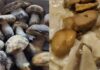 Sagra delle Tacchie ai funghi porcini a Bellegra: cosa mangiare ed eventi in programma Sagra delle Tacchie ai funghi porcini a Bellegra: cosa mangiare ed eventi in programma