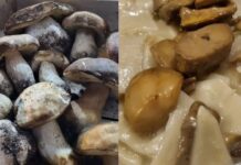 Sagra delle Tacchie ai funghi porcini a Bellegra: cosa mangiare ed eventi in programma Sagra delle Tacchie ai funghi porcini a Bellegra: cosa mangiare ed eventi in programma