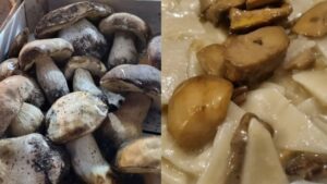 Sagra delle Tacchie ai funghi porcini a Bellegra: cosa mangiare ed eventi in programma