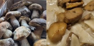 Sagra delle Tacchie ai funghi porcini a Bellegra: cosa mangiare ed eventi in programma
