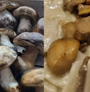Sagra delle Tacchie ai funghi porcini a Bellegra: cosa mangiare ed eventi in programma