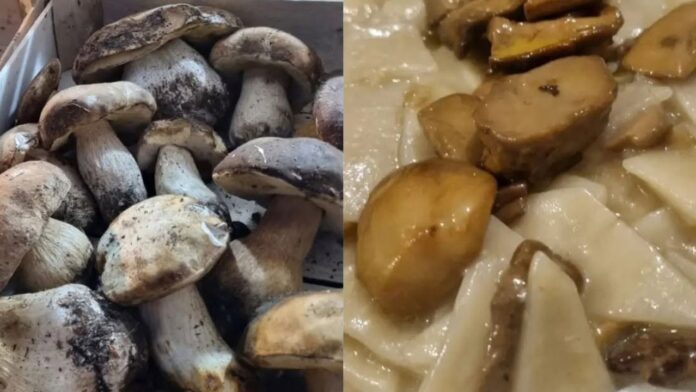 Sagra delle Tacchie ai funghi porcini a Bellegra: cosa mangiare ed eventi in programma