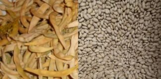 Sagra della fagiolina arsolana: menù e programma tra sapori a Km0 e tradizioni