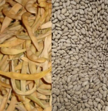 Sagra della fagiolina arsolana: menù e programma tra sapori a Km0 e tradizioni