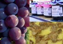 Sagre a Roma e nel Lazio dal 25 al 27 settembre 2026: tanti eventi tra uva, salsiccia e pastarella, more e polenta
