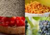Sagre nel Lazio dal 4 al 6 settembre 2026: ci sono anche porchetta, pinciarelle, funghi porcini e la gustosa fagiolina