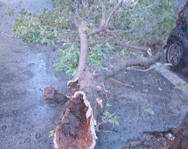 Roma travolta dal nubifragio: persone intrappolate nelle auto e nuovi crolli di alberi. Ferito un conducente (VIDEO) 2