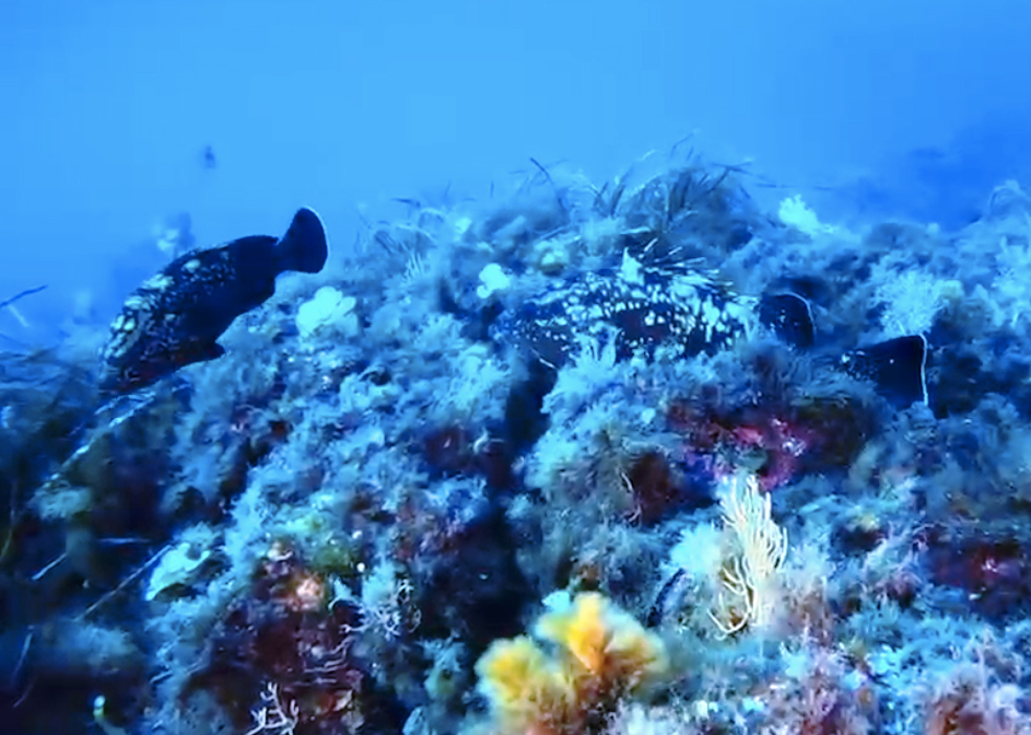 Magia di settembre sul Litorale romano: l'estate continua tra mare cristallino e le Secche di Tor Paterno (FOTO e VIDEO) 2