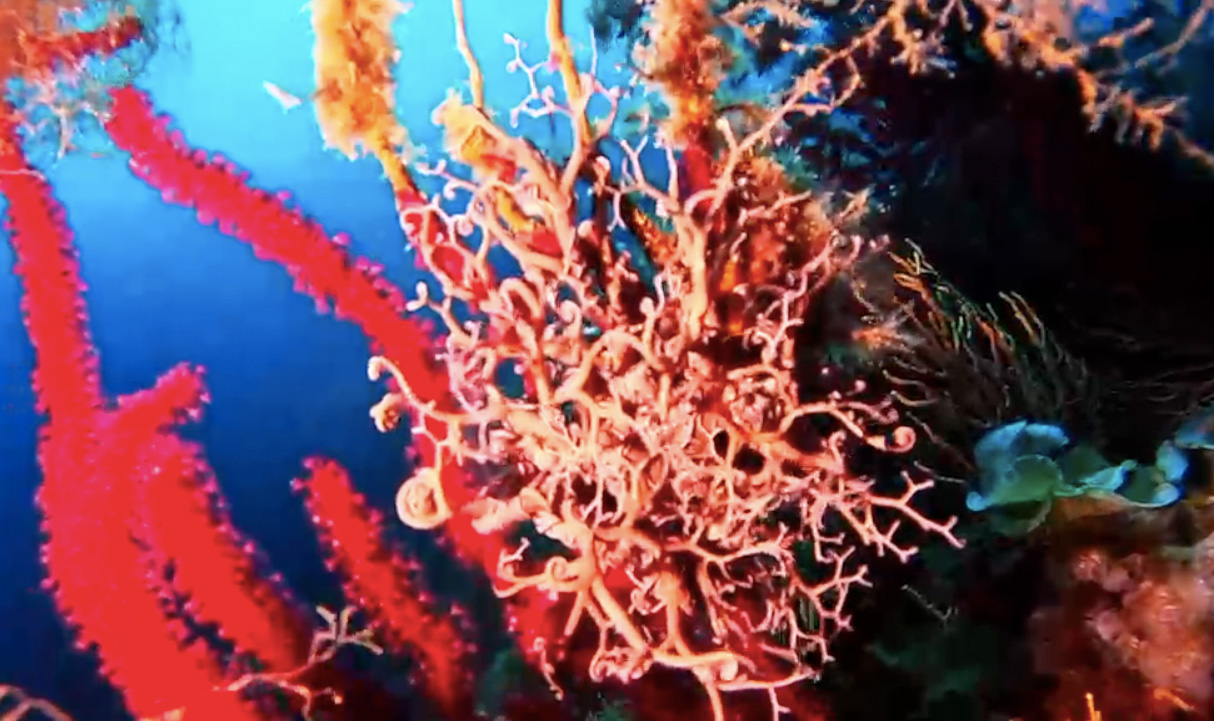 Magia di settembre sul Litorale romano: l'estate continua tra mare cristallino e le Secche di Tor Paterno (FOTO e VIDEO) 1