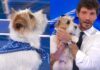 Tommasino di Affari Tuoi, che cane è: età, razza, di chi è figlio, curiosità