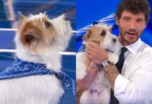 Tommasino di Affari Tuoi, che cane è: età, razza, di chi è figlio, curiosità