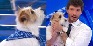 Tommasino di Affari Tuoi, che cane è: età, razza, di chi è figlio, curiosità