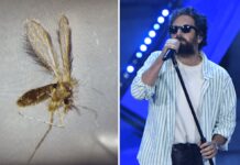 Toscana virus cos’è, Pregliasco: “Non sottovalutare, tra luglio e settembre picco pappataci”