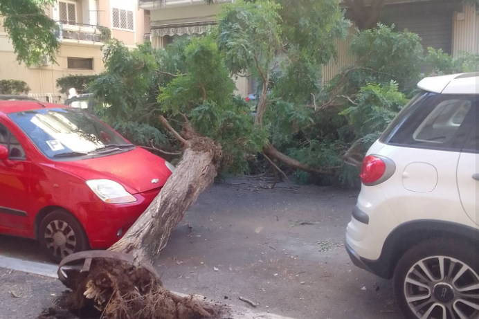 a ostia albero
