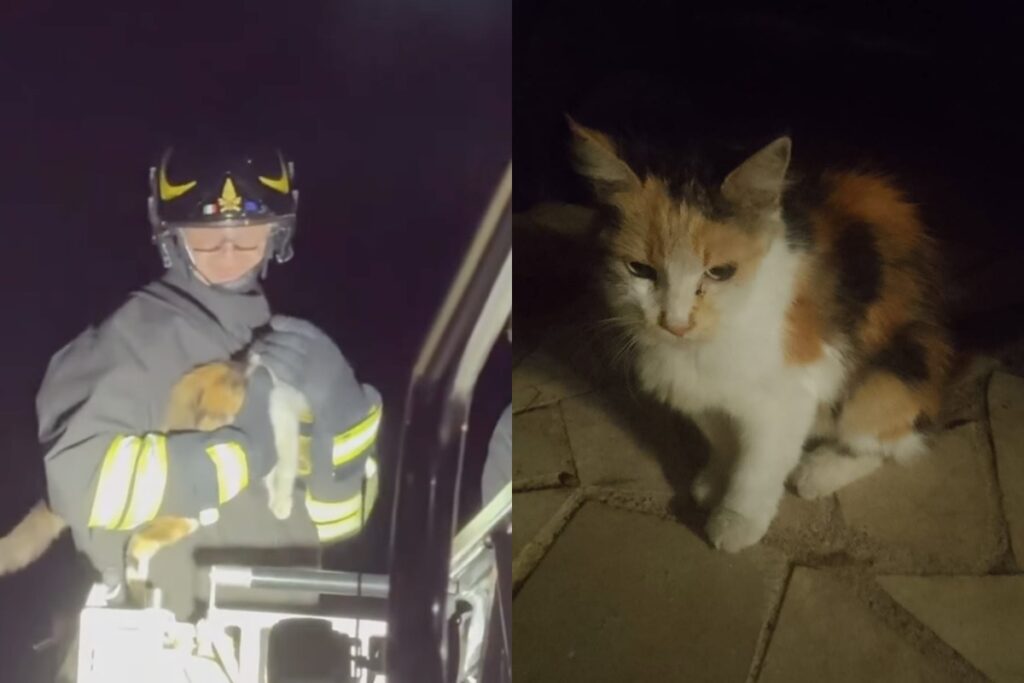 L'intervento con l'autoscala per il delicato salvataggio della gatta salvata dai Vigili del Fuoco, che ha permesso di recuperare l'animale e riportarlo a terra in sicurezza