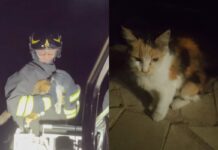 L'intervento con l'autoscala per il delicato salvataggio della gatta salvata dai Vigili del Fuoco, che ha permesso di recuperare l'animale e riportarlo a terra in sicurezza